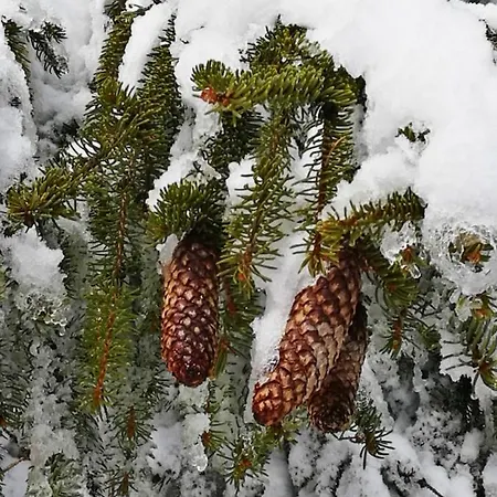 Elitza * Pamporovo